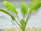 Akváriumi növények - Echinodorus bleheri /paniculatus/